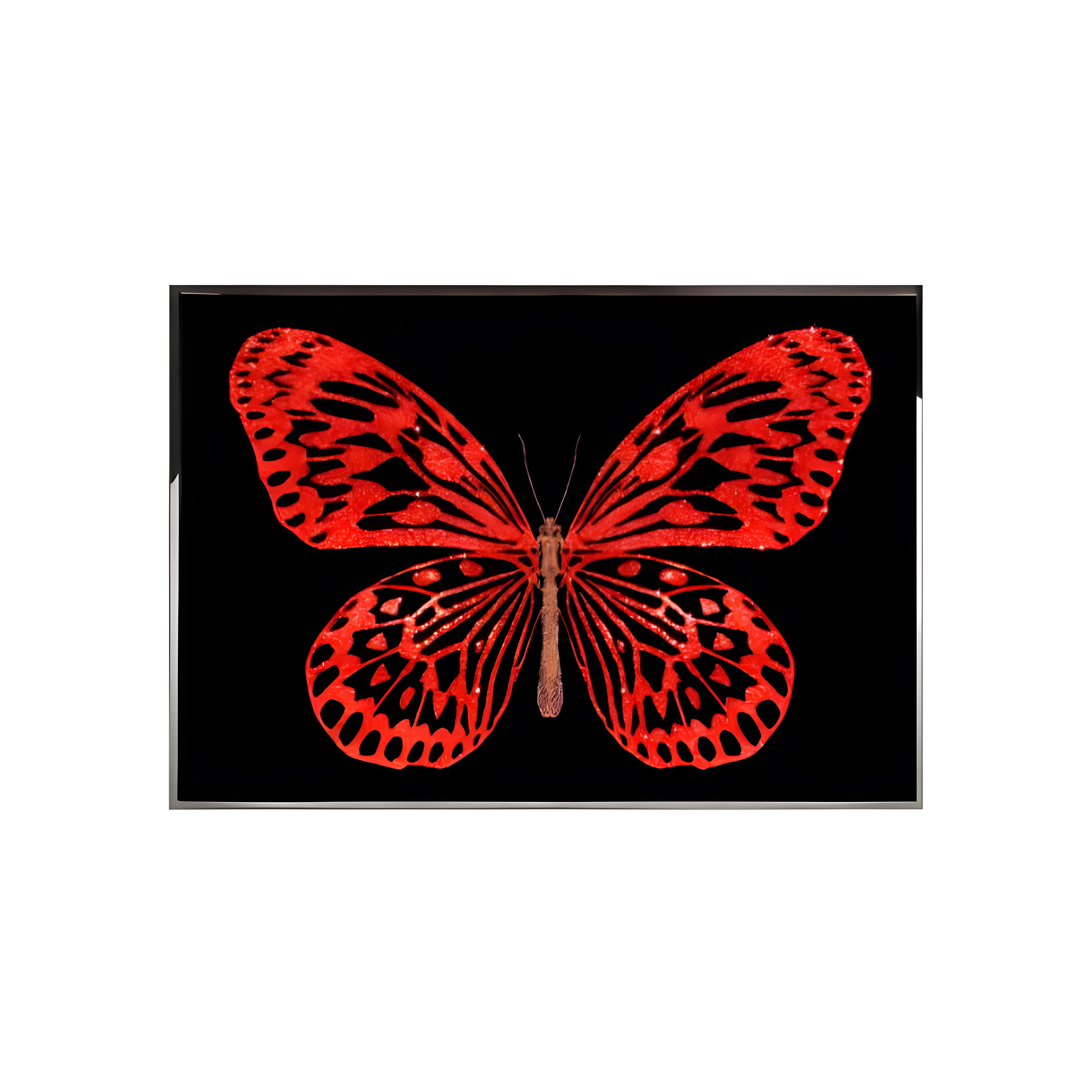 Картина VISIONNAIRE Red Butterfly
