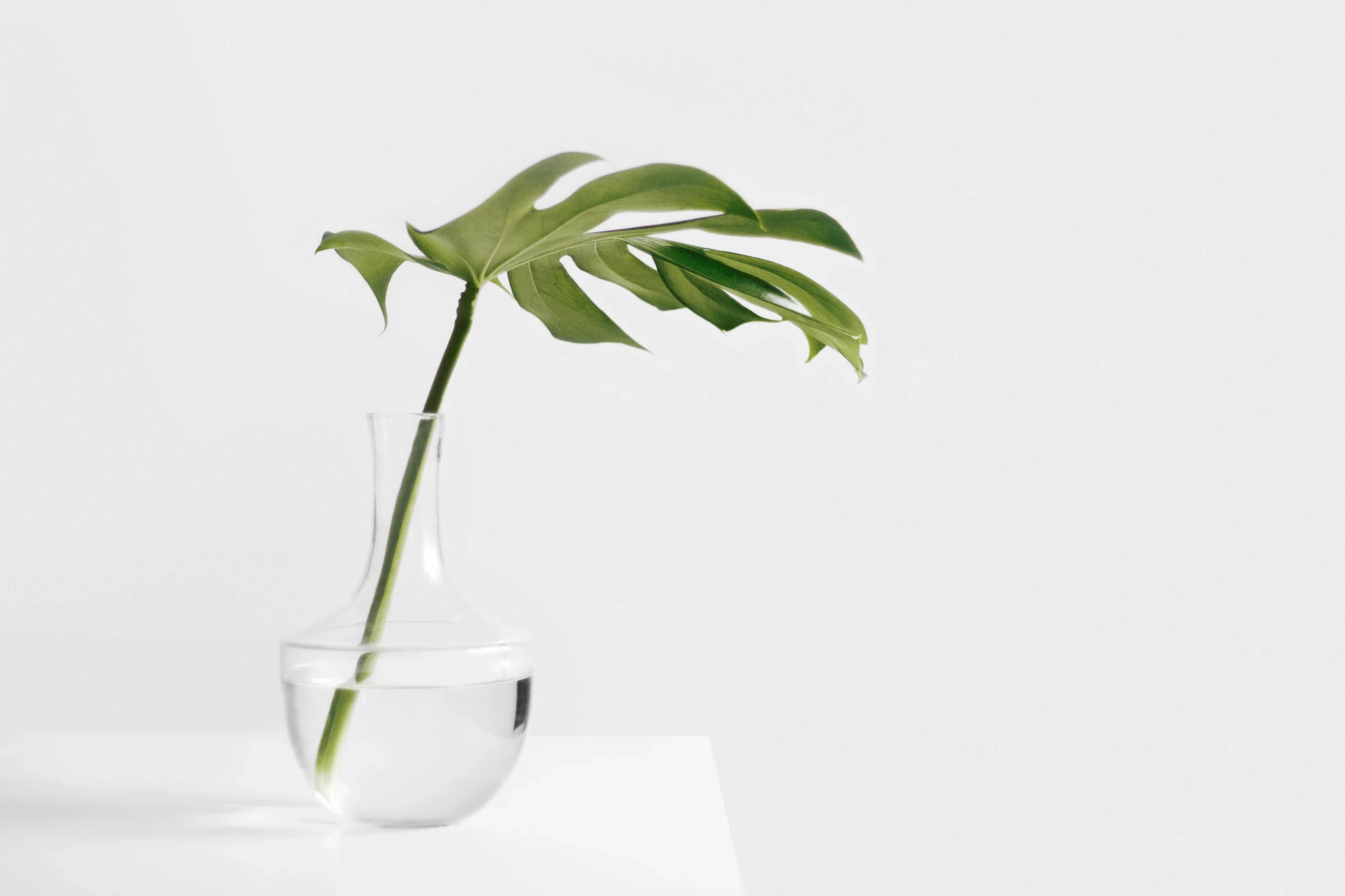 Биофильный дизайн интерьера: вдохновение из природы